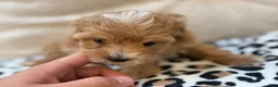Maltipoo dogs for sale: Cupcake - Ad 1