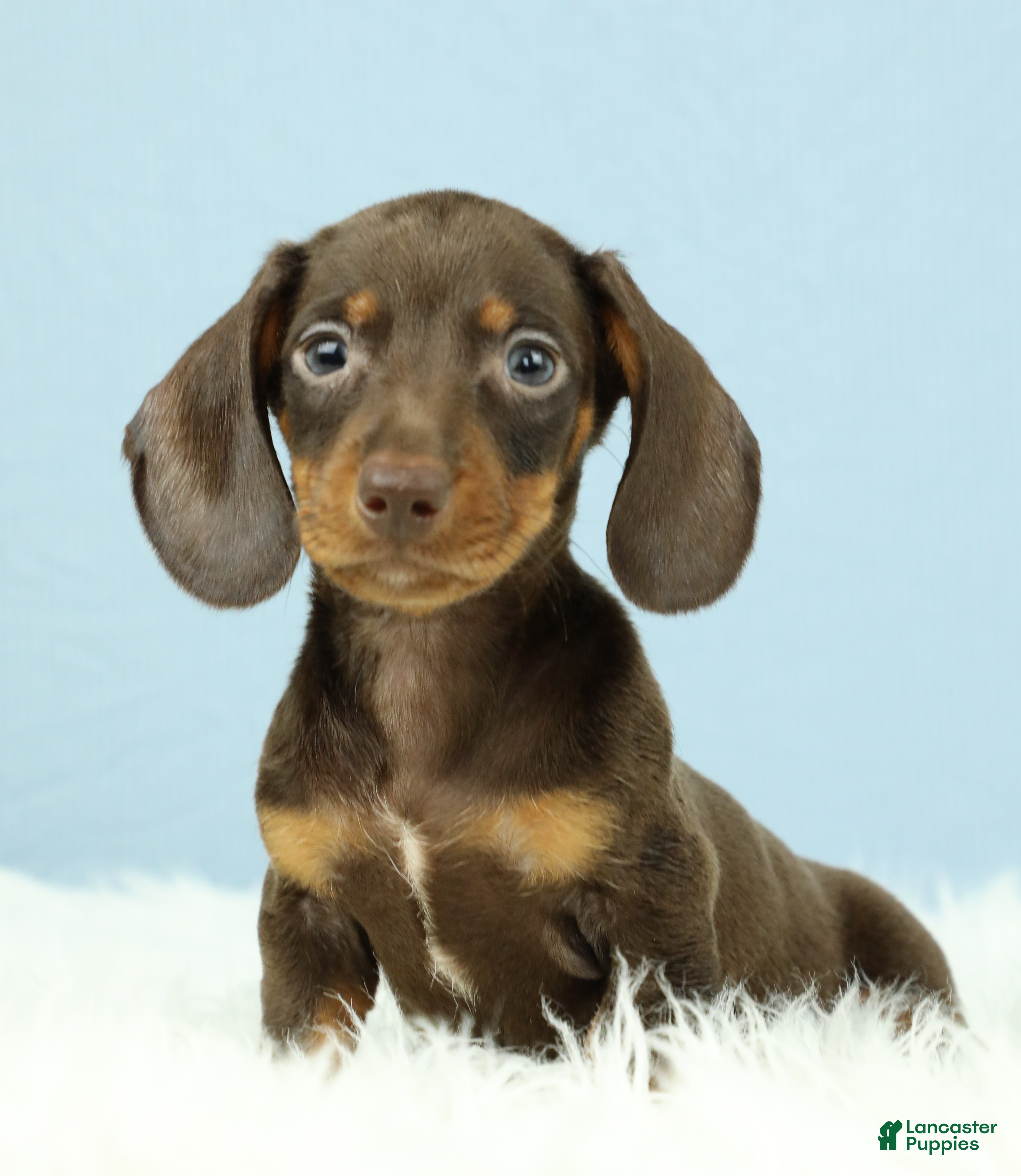 Miniature Dachshund dogs Rockett 🚀 - Ad 1