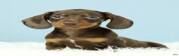 Miniature Dachshund dogs for sale: Rockett 🚀 - Ad 1