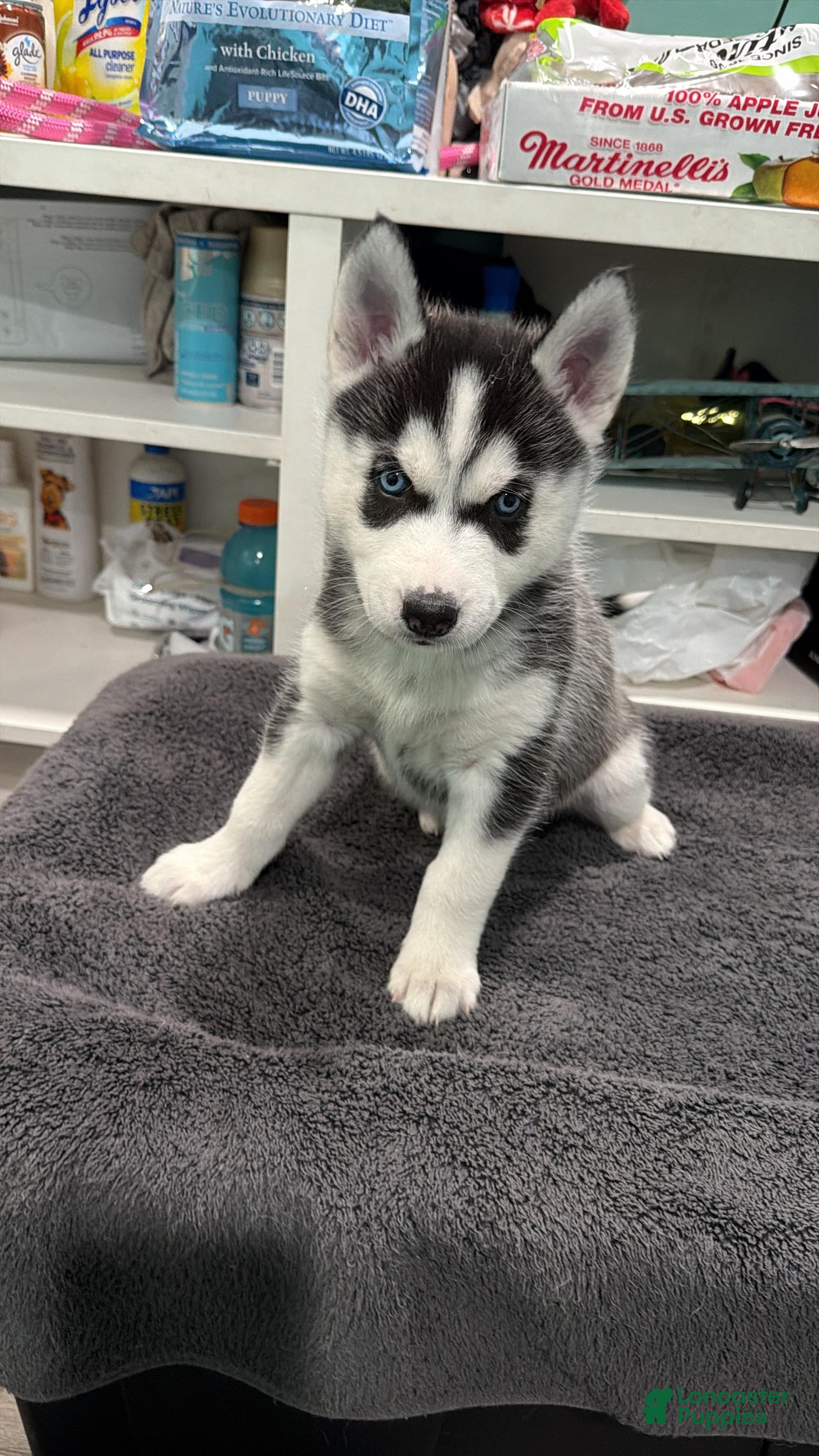 Siberian Husky dogs Siberian Husky Puppy 2 - Ad 17