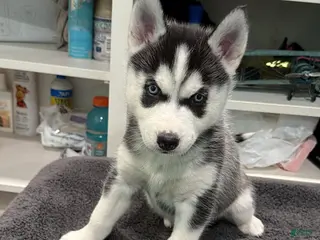 Siberian Husky dogs Siberian Husky Puppy 2 - Ad 17