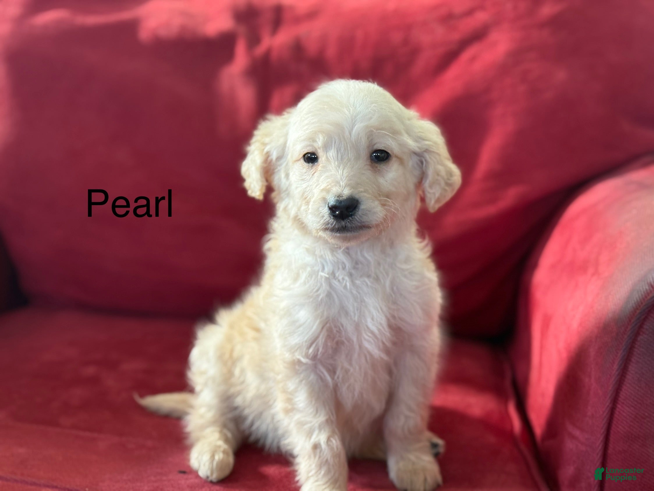 Mini Goldendoodle dogs Pearl - Ad 27