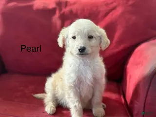 Mini Goldendoodle dogs Pearl - Ad 35
