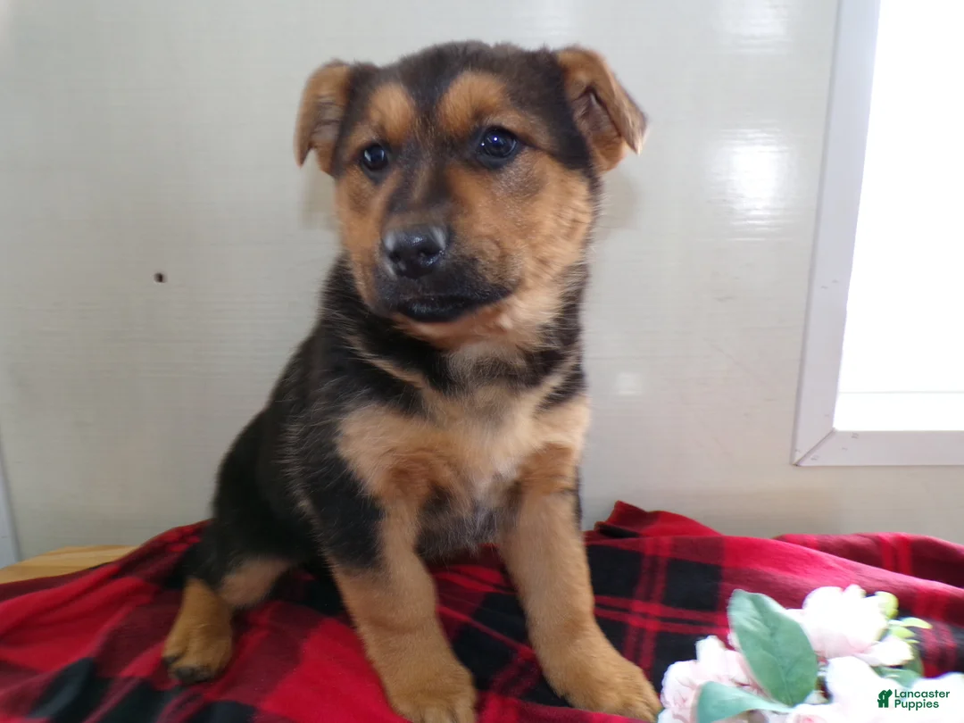 German Shepherd dogs for sale: German Shepherd Puppy 1 Sabbath - Ad 2