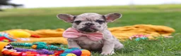 French Bulldog dogs for sale: Lottie - Ad 6