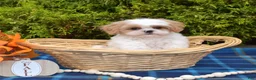 Mixed Breed dogs for sale: Timber - Ad 7