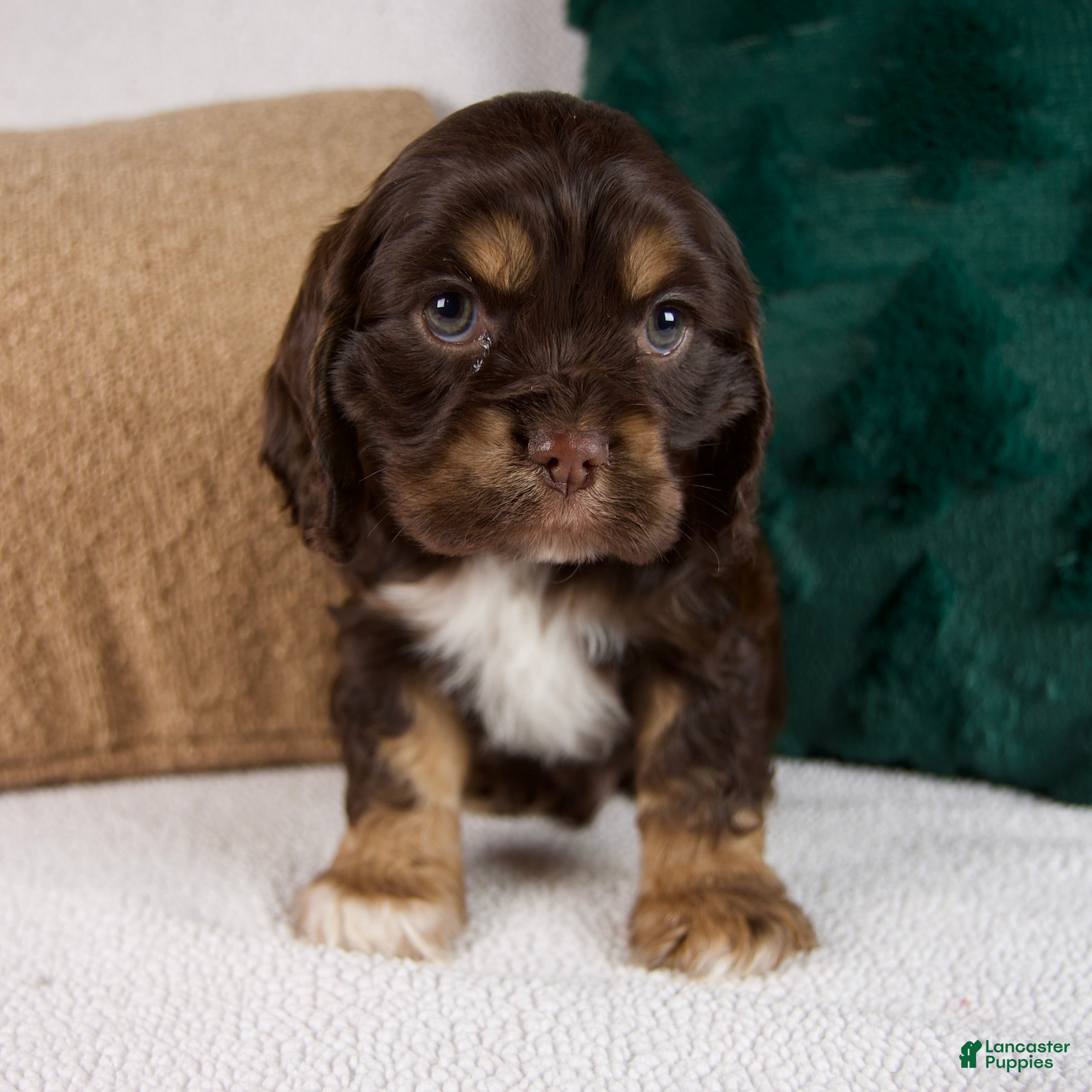 Cocker Spaniel dogs Rocky - Ad 11