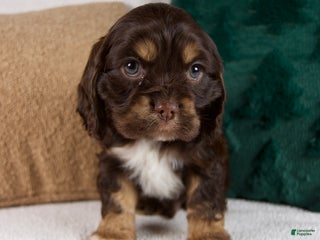 Cocker Spaniel dogs Rocky - Ad 11