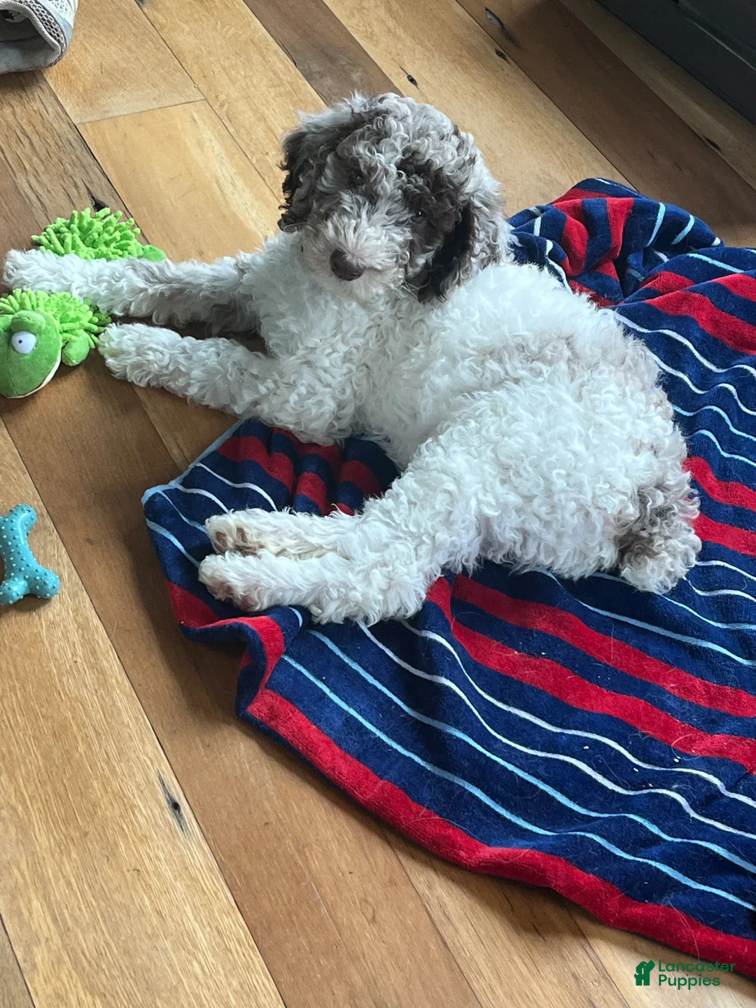 Aussiedoodle dogs for sale: Aussiedoodle Puppy 1 - Ad 8