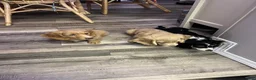 Miniature Dachshund dogs for sale: Miniature Dachshund 1 - Ad 2
