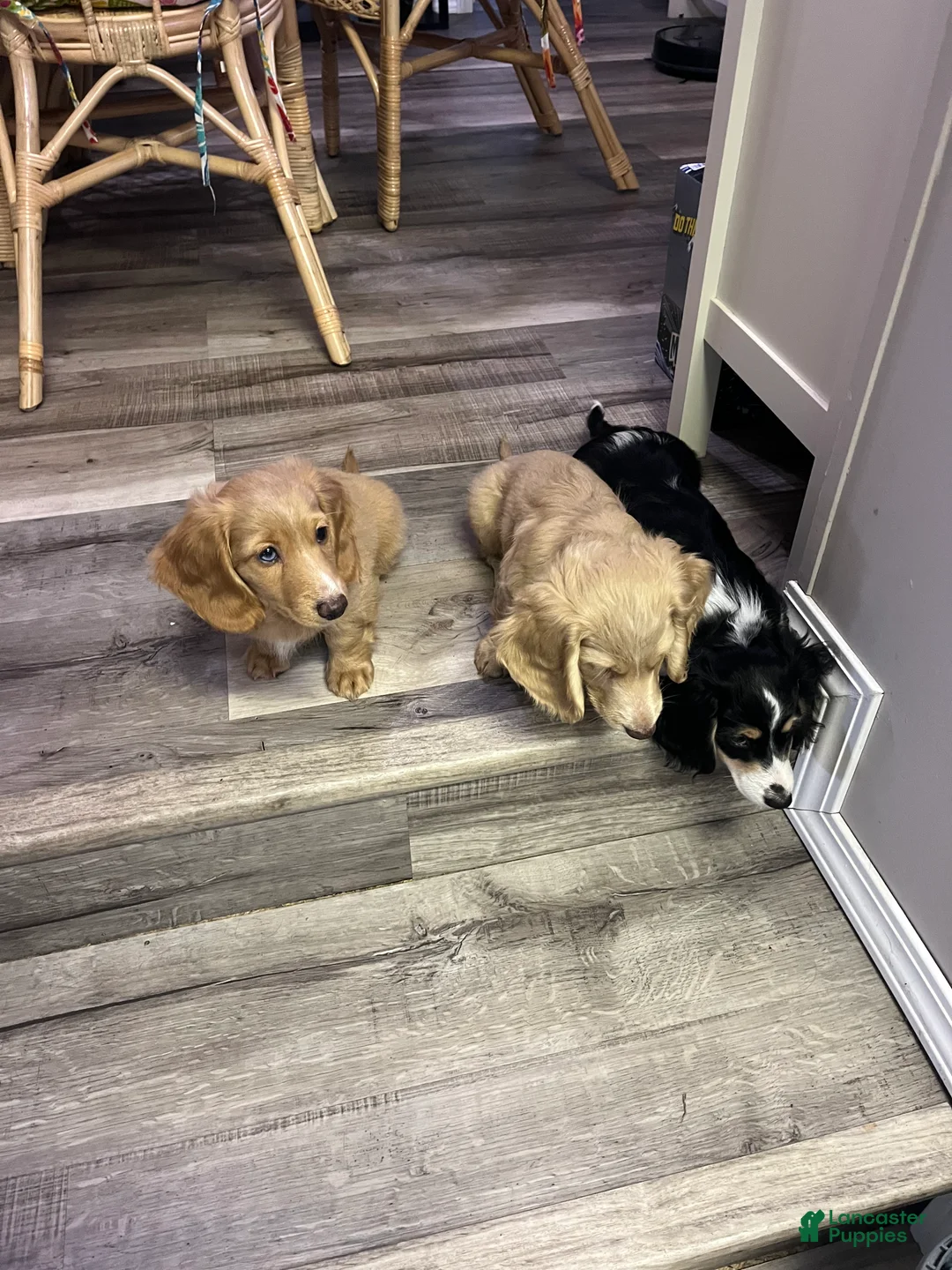 Miniature Dachshund dogs for sale: Miniature Dachshund 1 - Ad 2
