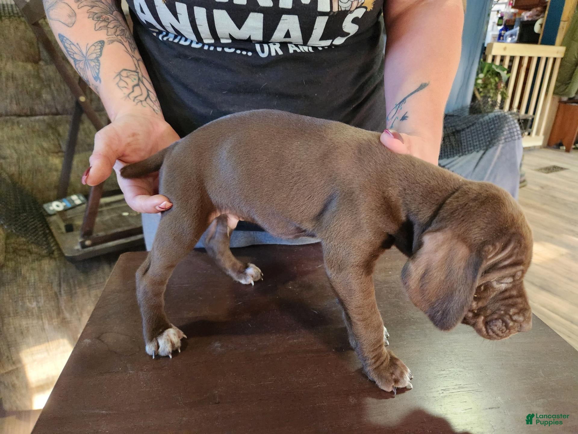 German Shorthaired Pointer dogs for sale: German Shorthaired Pointer 3 - Ad 4