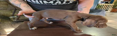 German Shorthaired Pointer 3