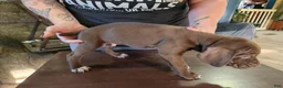 German Shorthaired Pointer dogs for sale: German Shorthaired Pointer 3 - Ad 1