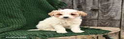 Mini Goldendoodle dogs for sale: Tessa - Ad 3