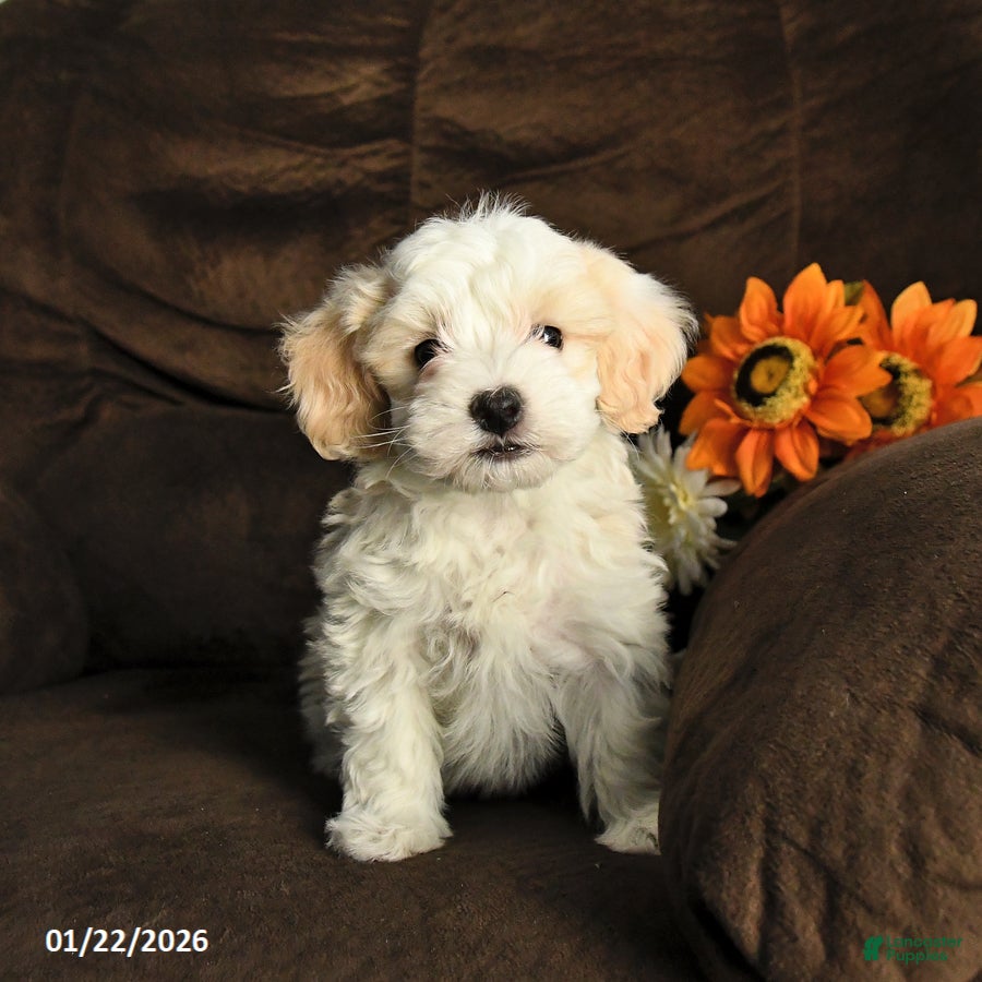Maltipoo dogs Milo - Ad 33