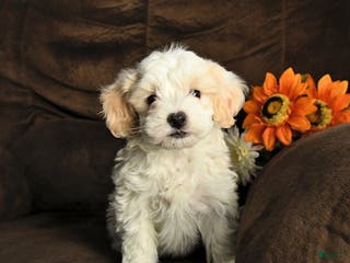 Maltipoo dogs Milo - Ad 33
