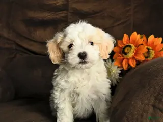 Maltipoo dogs Milo - Ad 42