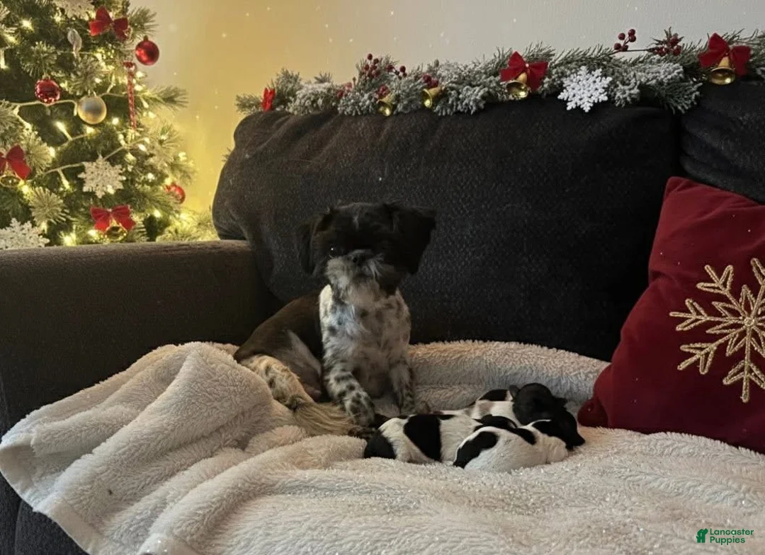 Shihpoo dogs for sale: Glinda  - Ad 24