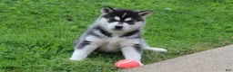 Siberian Husky dogs for sale: Blaze - Ad 6