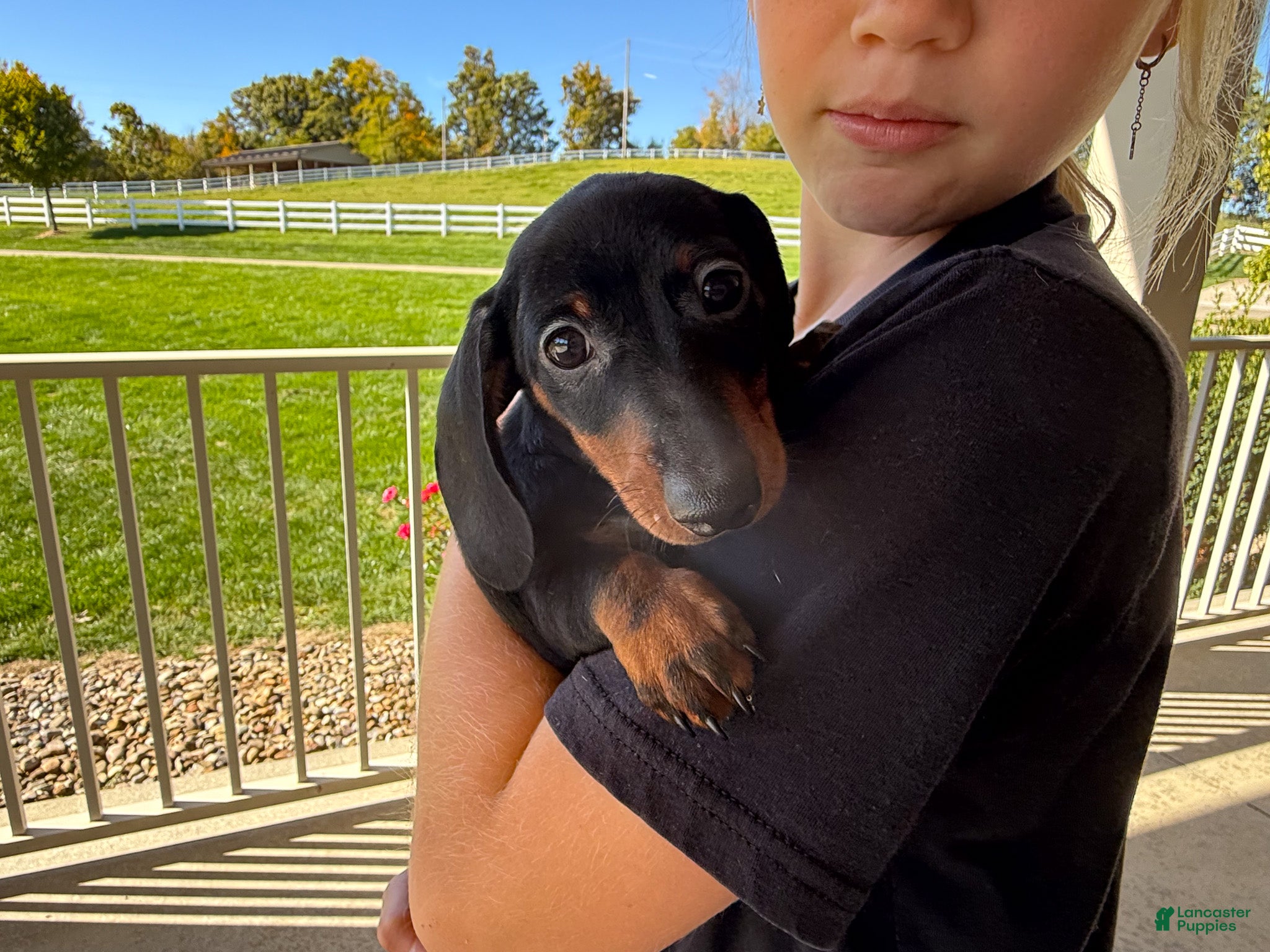 Gus (Dachshund, Male) in Dundee, OH