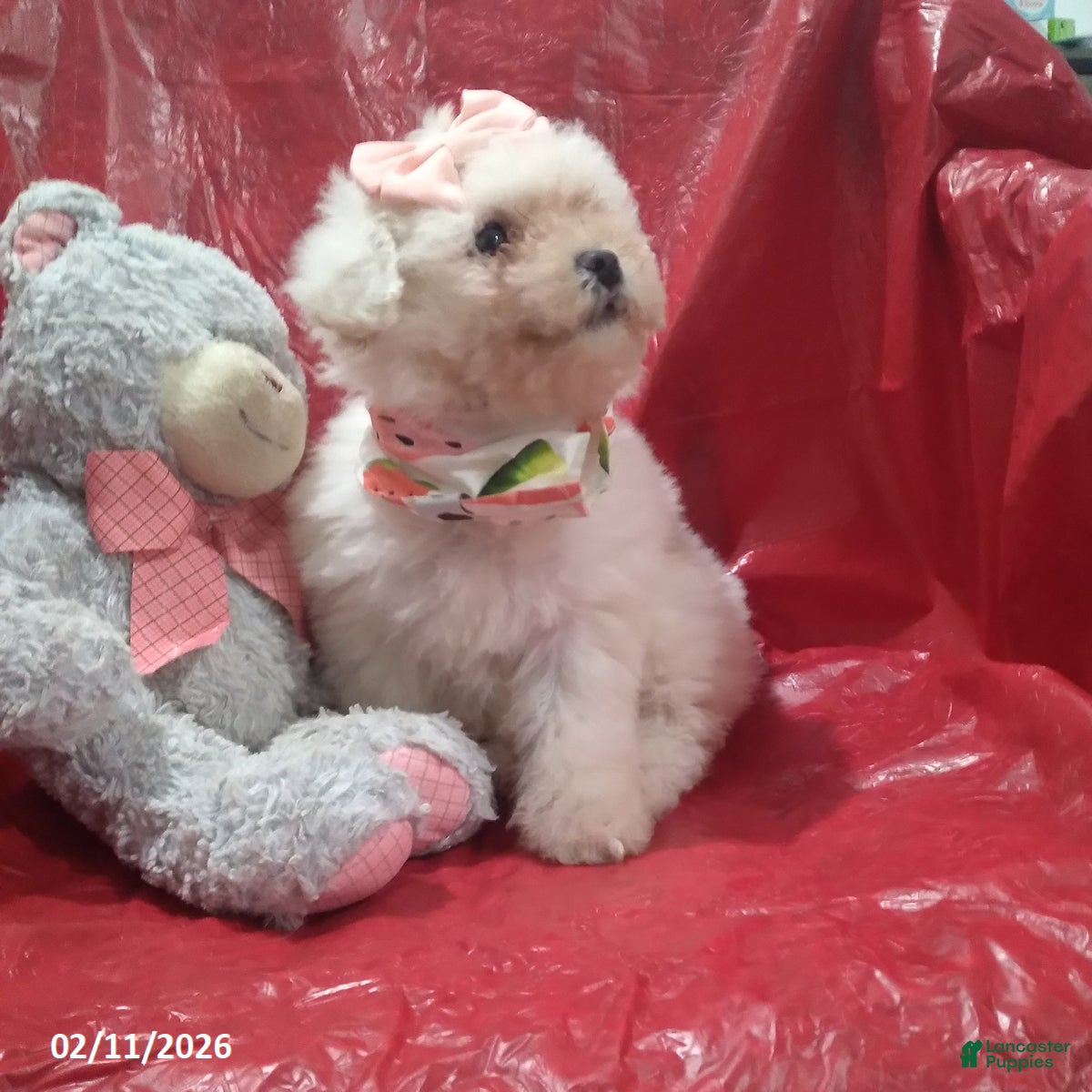 Bichon Frise dogs Princess - Ad 2