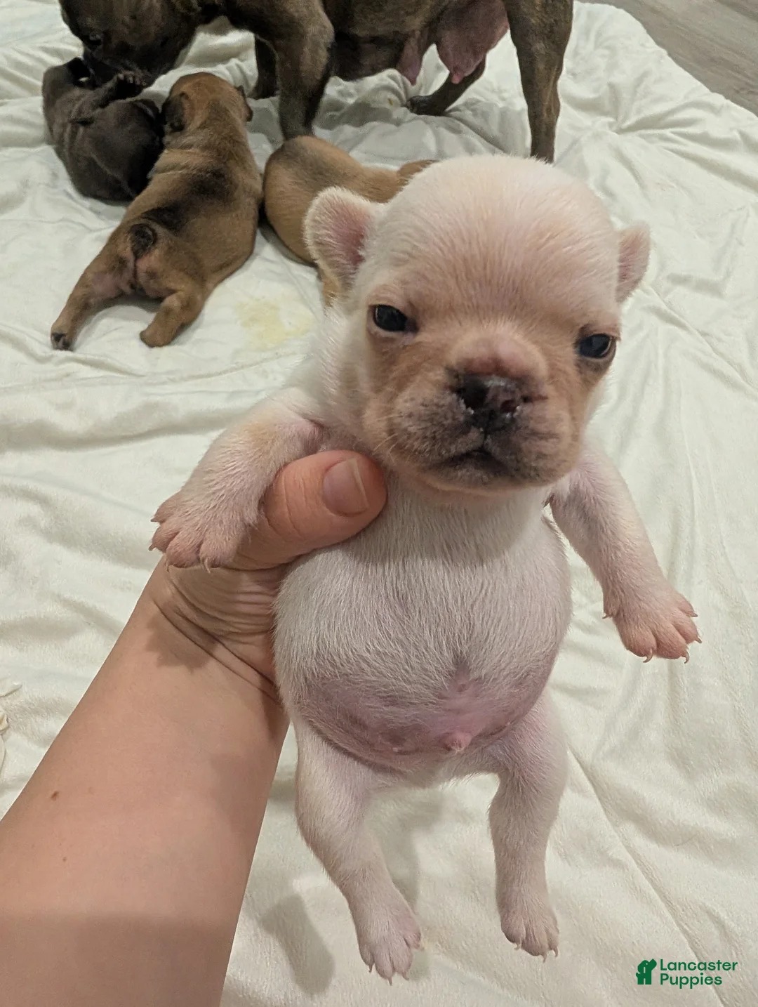 French Bulldog dogs for sale: French Bulldog boy #3 - Ad 2
