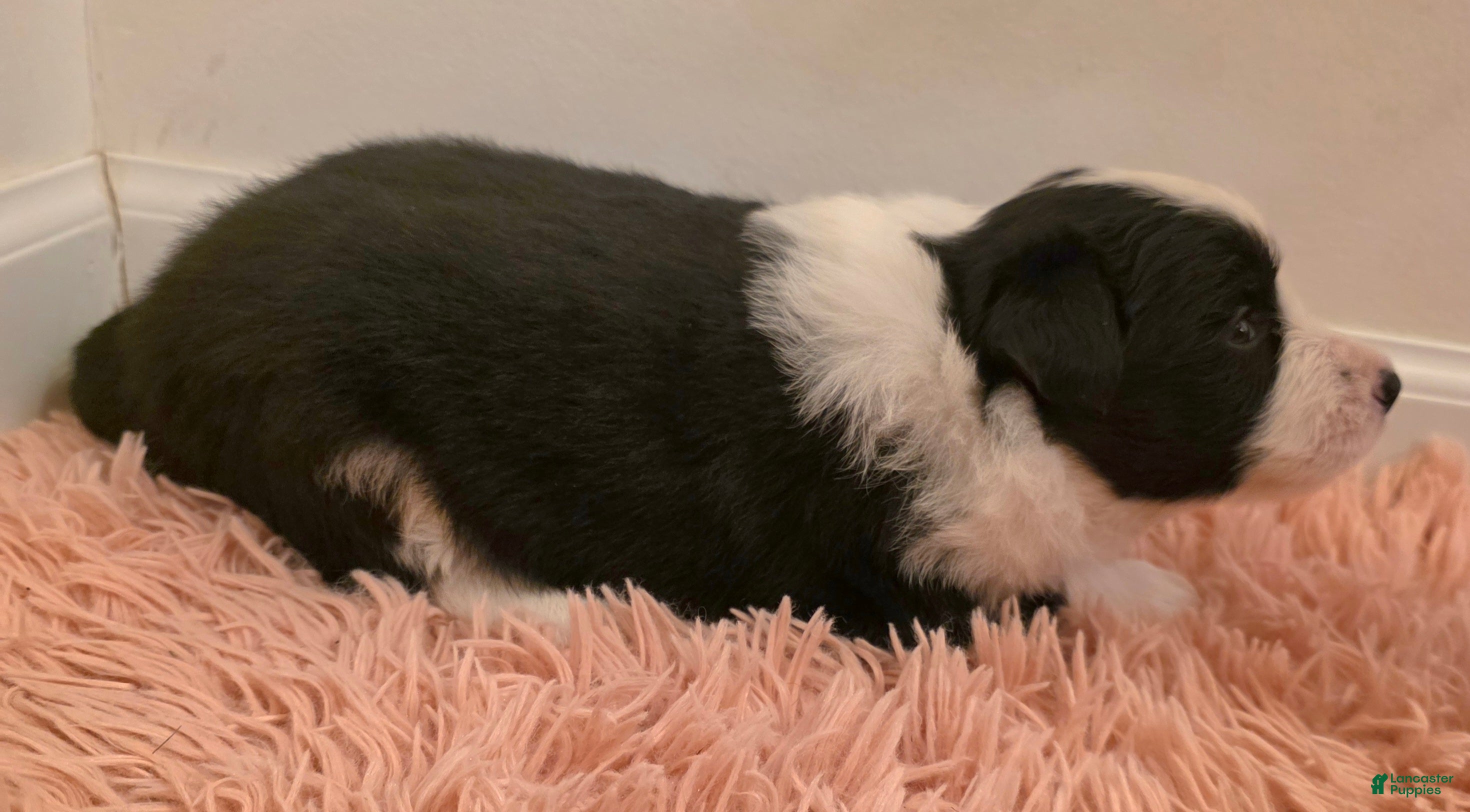 Border Collie dogs Border Collie Puppy 1 - Ad 1