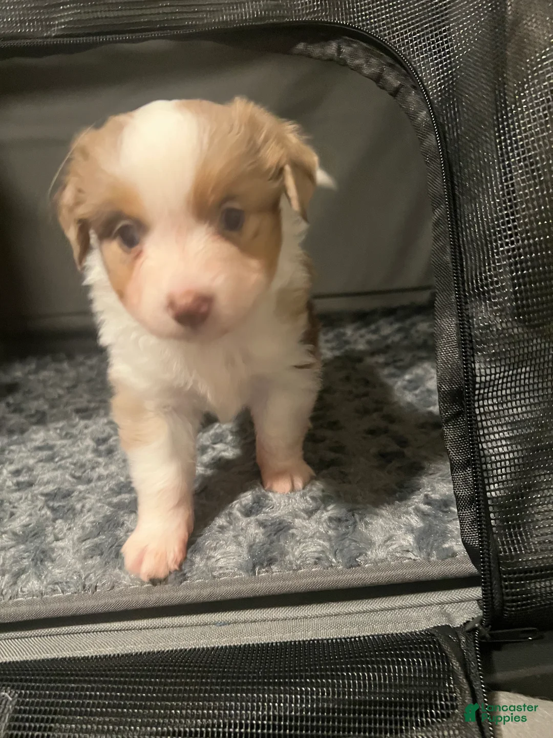 Toy Australian Shepherd dogs for sale: Toy Australian Shepherd Minnie Mouse - Ad 5