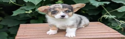 Welsh Corgi Pembroke dogs for sale: Jax - Ad 8