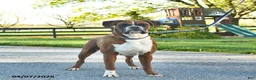 Boxer dogs for sale: Pro Winston  - Ad 1