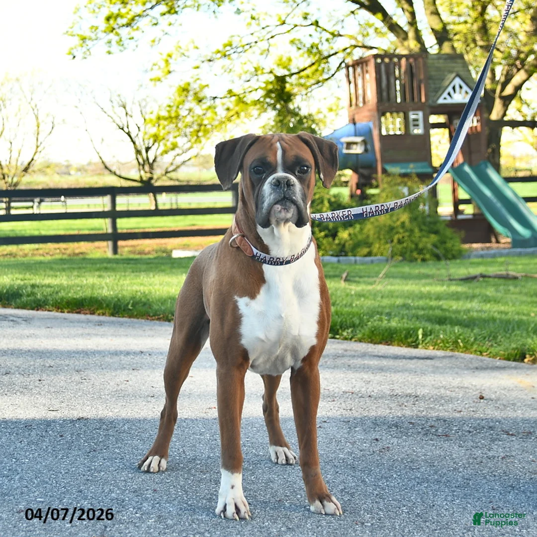 Boxer dogs for sale: Pro Winston  - Ad 1