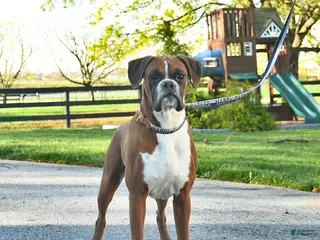 Boxer dogs for sale: Pro Winston - Ad 1