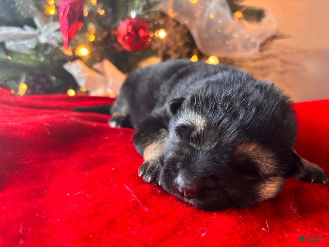 German Shepherd dogs for sale: Liv - Ad 1