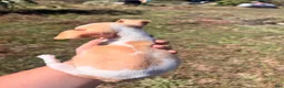 Chihuahua dogs for sale: Chihuahua 2 - Ad 4