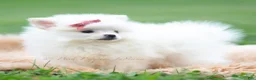 Pomeranian dogs for sale: Coco - Ad 5