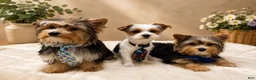 Biewer Terrier dogs for sale: Biewer Terrier 2 - Ad 6