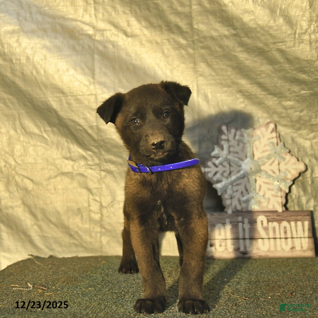 Belgian Malinois dogs for sale: Ceder - Ad 1