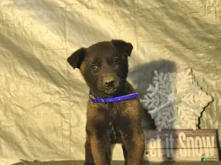 Belgian Malinois dogs Ceder - Ad 34