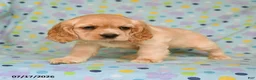 English Cocker Spaniel dogs for sale: Laura - Ad 3