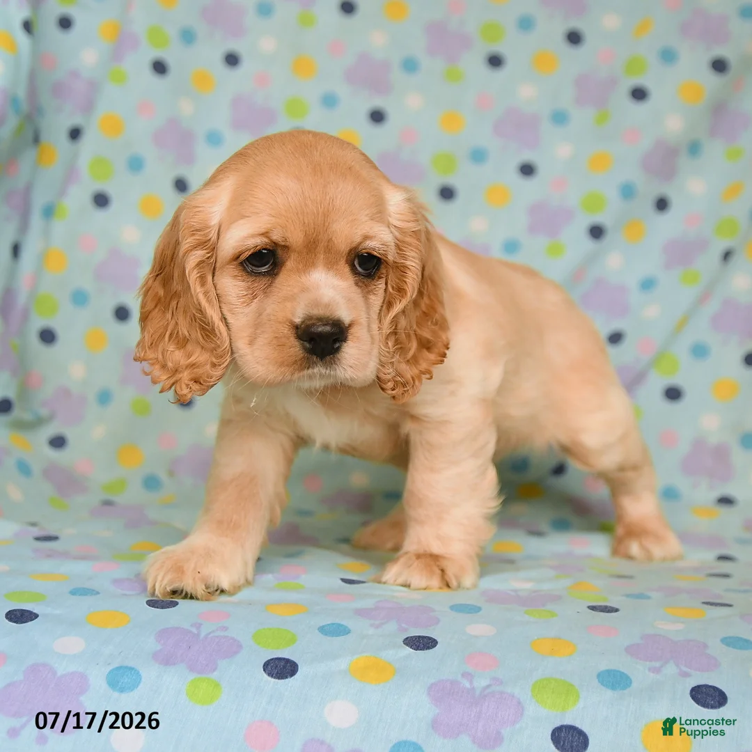 English Cocker Spaniel dogs for sale: Laura - Ad 3