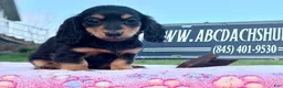 Miniature Dachshund dogs for sale: Russian - Ad 9