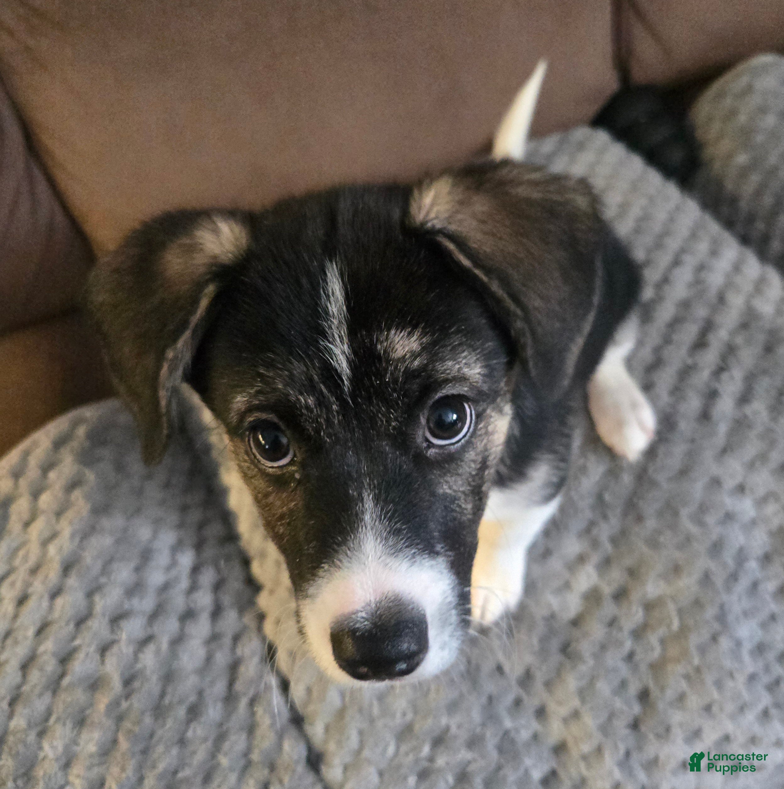 Mixed Breed dogs PRISCILLA - Ad 1