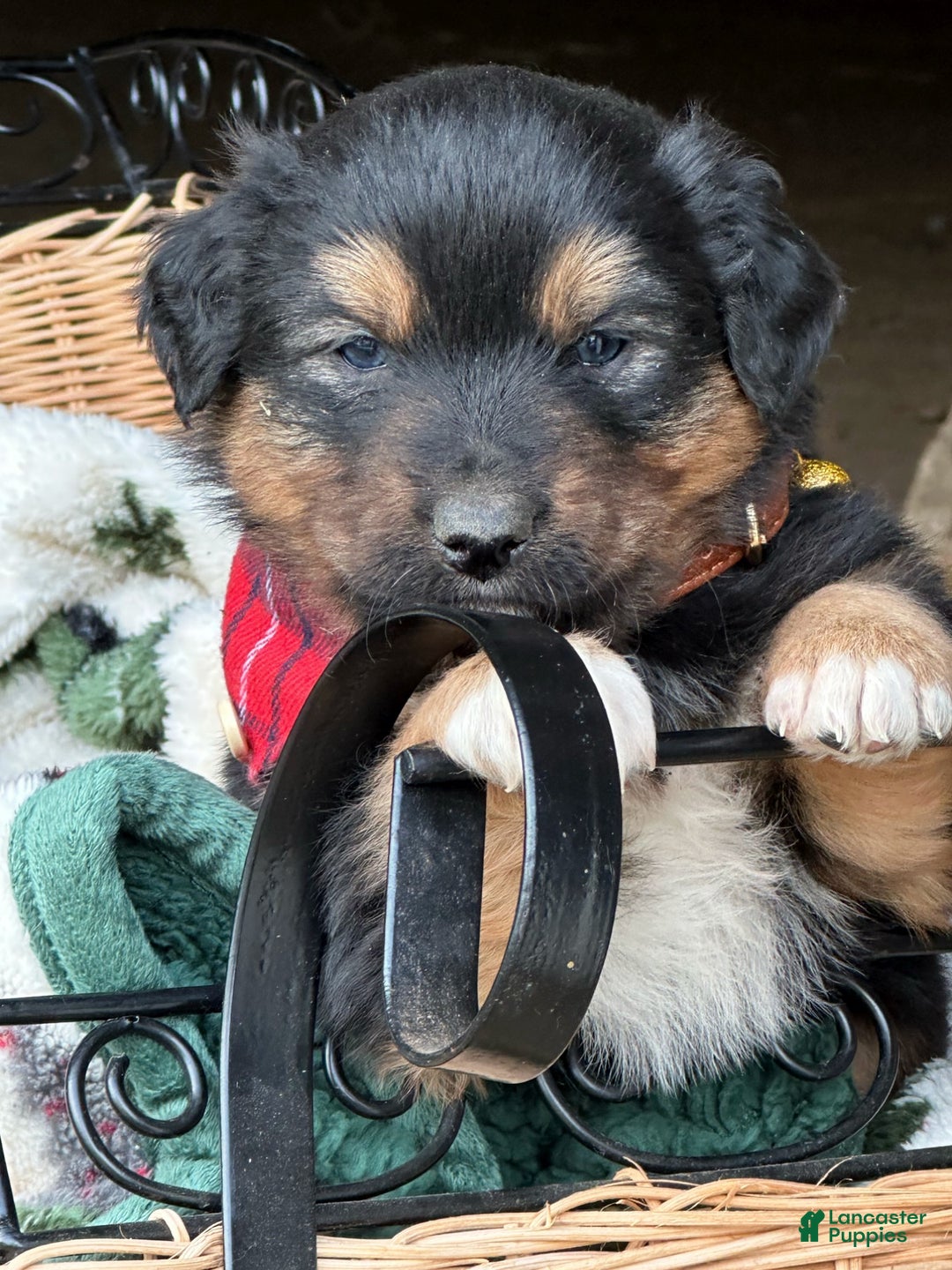 Miniature Australian Shepherd dogs for sale: Mistletoe - Ad 2