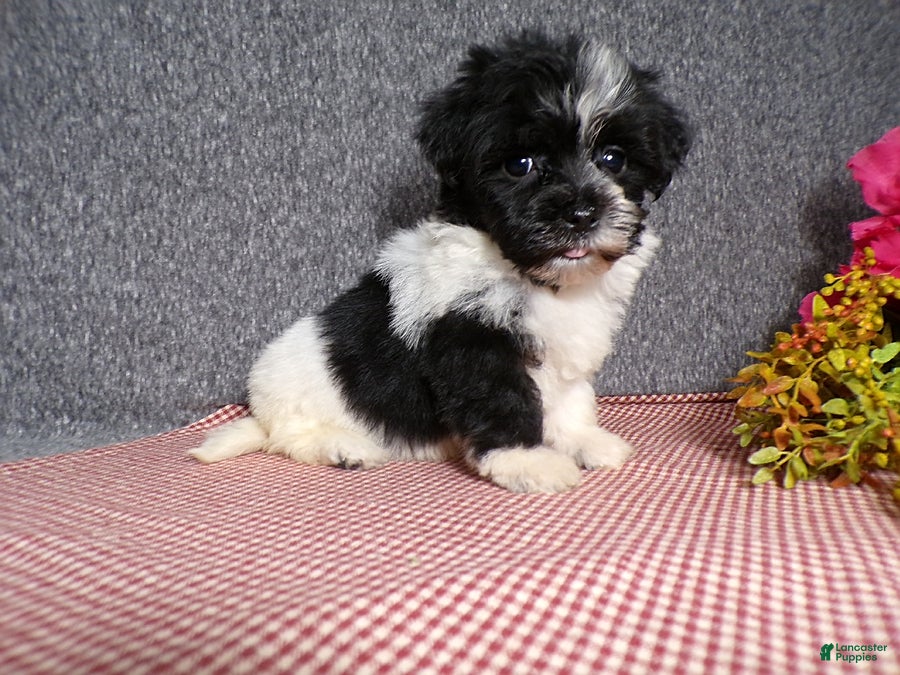 Havanese dogs Kandi - Ad 2