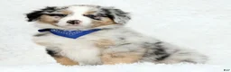 Australian Shepherd dogs for sale: River - Ad 3