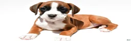 Boxer dogs for sale: Stella - Ad 9