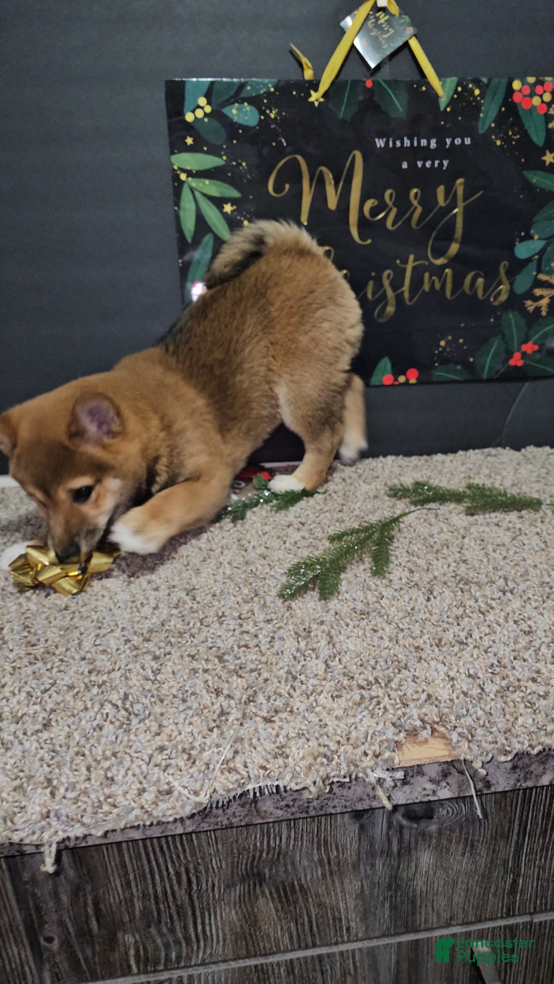 Shiba Inu dogs for sale: Koda - Ad 8
