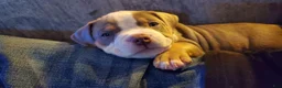 American Bully dogs for sale: American Bully 4 - Ad 19