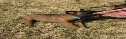 Belgian Malinois dogs for sale: Belgian Malinois Puppy 2 - Ad 4